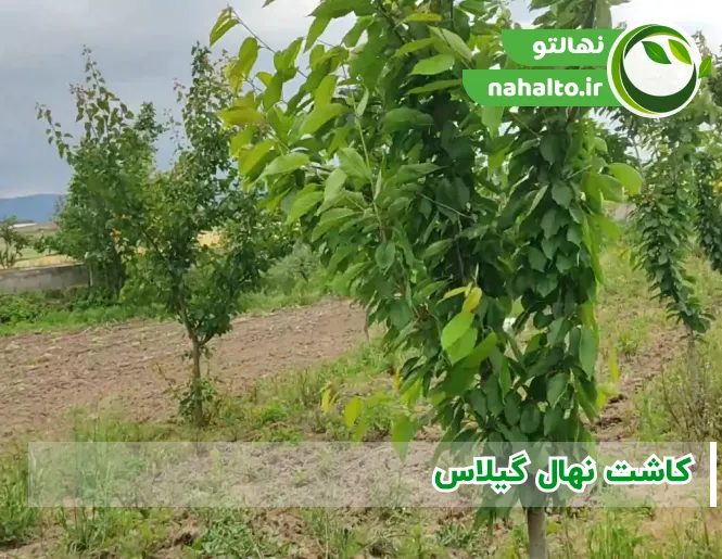 کاشت نهال گیلاس | اقلیم مناسب، فاصله کاشت و تعداد در هکتار