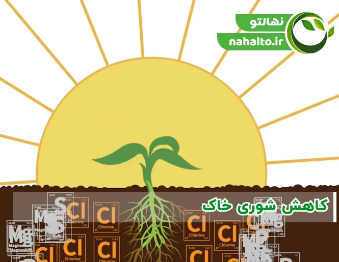 چگونه شوری خاک را کاهش دهیم؟ روش‌های عملی اصلاح خاک شور