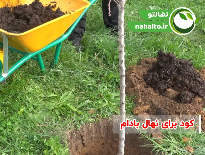 کود دهی نهال بادام