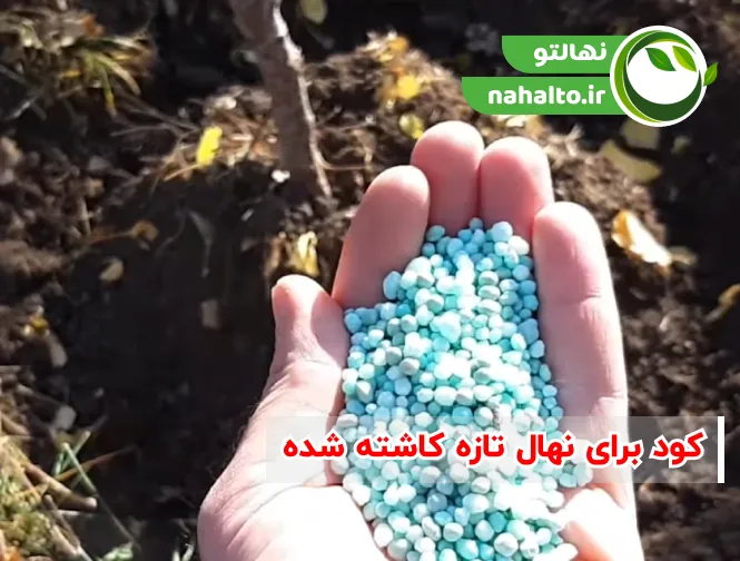 بهترین کودها برای نهال تازه کاشته شده | زمان و مقدار استفاده