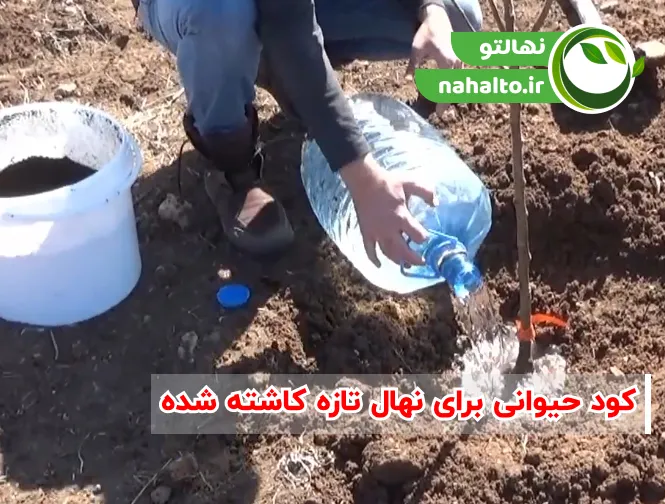 کود دامی برای نهال تازه کاشته شده