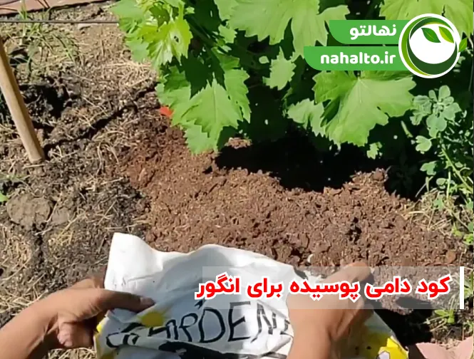 کود دامی پوسیده برای انگور