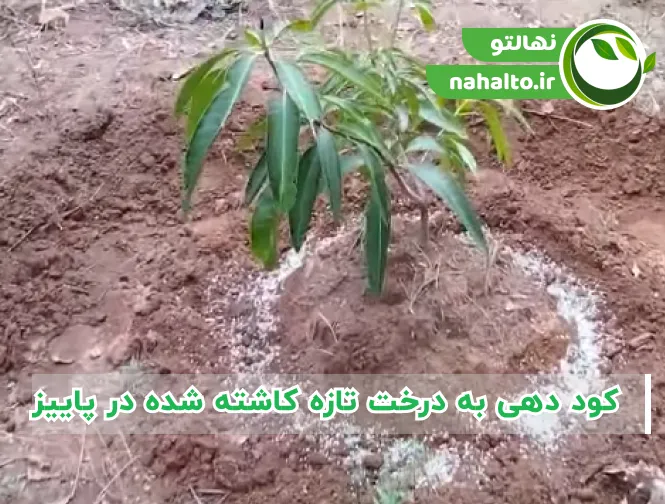 کود دهی به درخت تازه کاشته شده در پاییز