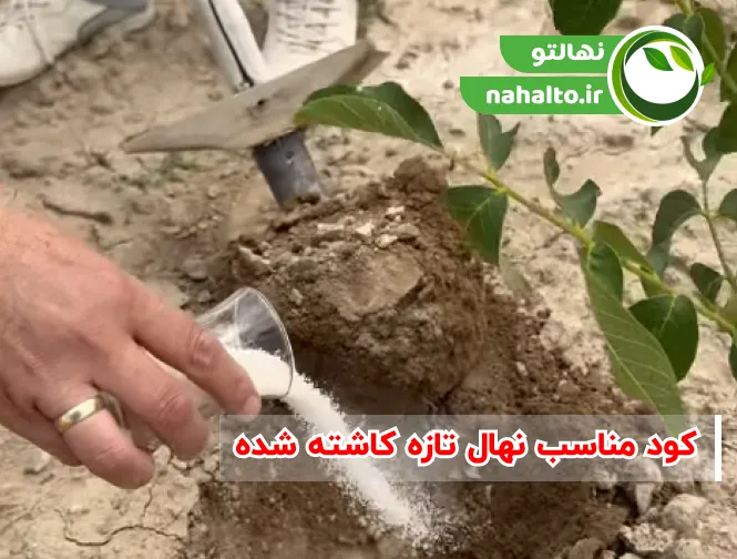 کود مناسب نهال تازه کاشته شده