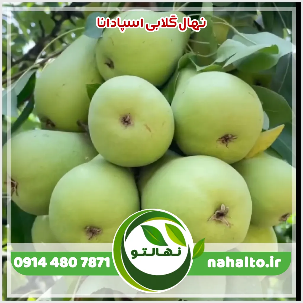 نهال گلابی اسپادانا